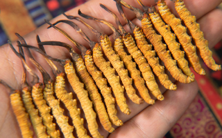 冬蟲夏草幾年保質(zhì)期？不同形態(tài)與儲(chǔ)存方式影響詳解