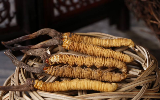 冬蟲夏草如何晾干儲存？從晾干技巧到儲存方法全指南