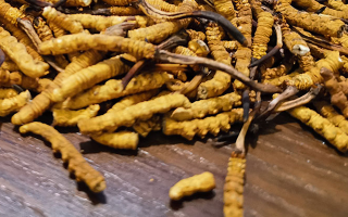 冬蟲夏草：壯陽補腎的功效解析與科學應用?