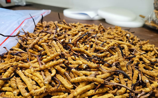 冬蟲夏草：泡水喝還是煮一下？兩種食用方式的全面對比