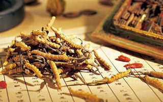 冬蟲夏草適合哪些人？一文讀懂適用與禁忌人群