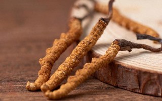 純野生冬蟲夏草價格剖析：多因素交織下的價值體現