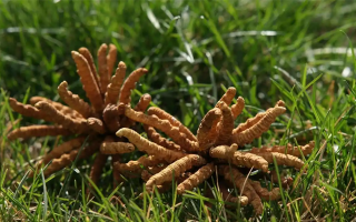 冬蟲夏草水煮燉多久才合適？精準把控時長的科學指南