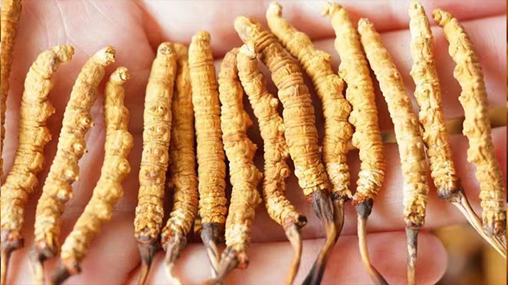 長時間喝冬蟲夏草好嗎？科學(xué)視角下的利弊與飲用指南