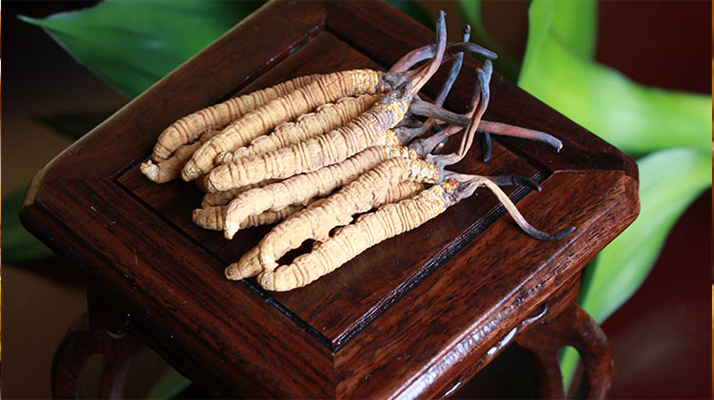 探秘長期收購冬蟲夏草的買家：市場脈絡中的關鍵角色