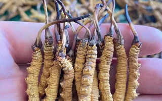 那曲冬蟲夏草泡水量多少合適？品質適配的科學泡制指南