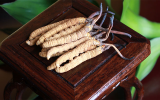探秘長期收購冬蟲夏草的買家：市場脈絡中的關鍵角色