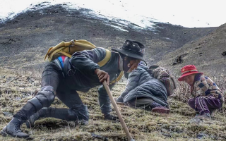 野生冬蟲夏草產地在哪里？核心產區與品質特點解析