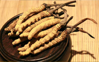 剛挖采的冬蟲夏草怎么辦？科學處理與儲存指南