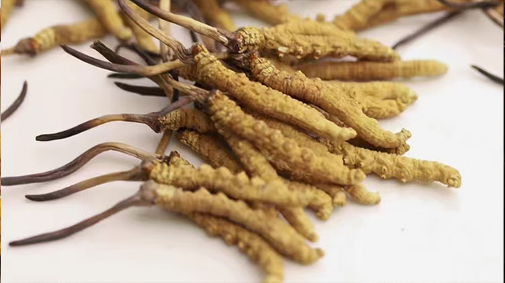 冬蟲夏草的形成過程：解密蟲菌共生的自然奇觀