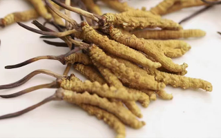 冬蟲夏草的形成過程：解密蟲菌共生的自然奇觀