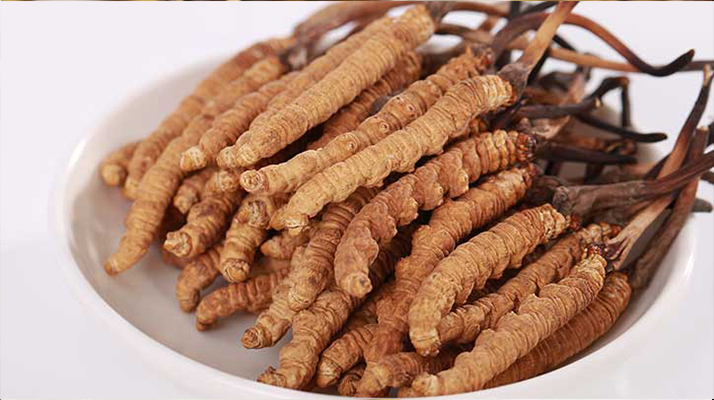 冬蟲夏草一公斤多少錢？多因素交織下的價格密碼