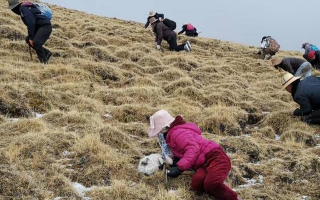 冬蟲夏草采挖看月份！4-7月各產區差異大，5-6月是“黃金窗口”