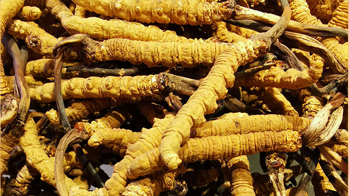 鮮<a href=http://m.gmsign.com.cn/jiage/ target=_blank class=infotextkey>冬蟲夏草多少錢</a>一斤 