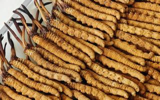 冬蟲夏草藥材成分解析：活性物質與營養構成的全面解讀