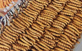 斷的冬蟲夏草：效果是否打折？科學(xué)解讀與實用建議