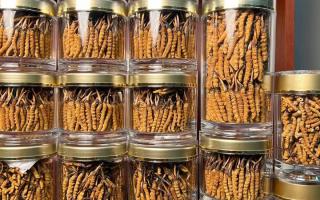 正宗冬蟲夏草能 “治” 哪些病？科學認知其輔助調理作用