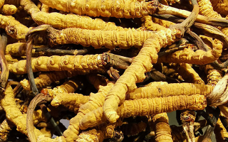 石斛與冬蟲(chóng)夏草哪個(gè)好？從功效到適用場(chǎng)景的全面對(duì)比