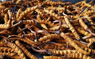 冬蟲夏草多長時間形成一根？自然孕育與人工培育的周期密碼