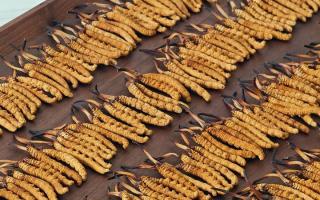 冬蟲夏草單根克重解密：規格背后的品質密碼