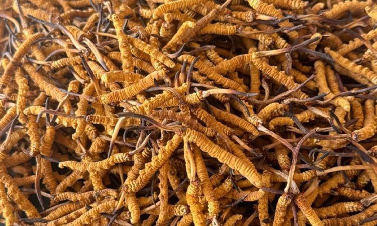 冬蟲夏草專業存放指南 