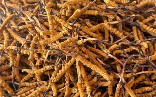 冬蟲夏草專業存放指南：這樣存，品質不打折