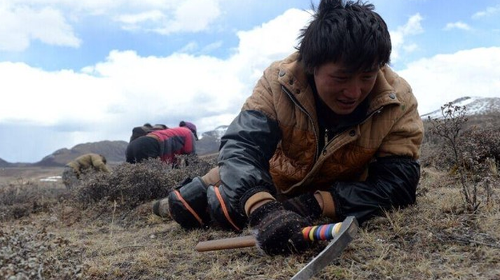 那曲<a href=http://m.gmsign.com.cn/sdph/wacr/ target=_blank class=infotextkey>挖草人</a>阿旺的蟲草采摘時(shí)間表 