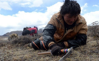 那曲挖草人阿旺的蟲草采摘時間表：跟著草原節氣走，不錯過每根好蟲草