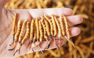 為啥說頭期冬蟲夏草品質最好？掰開揉碎給你講