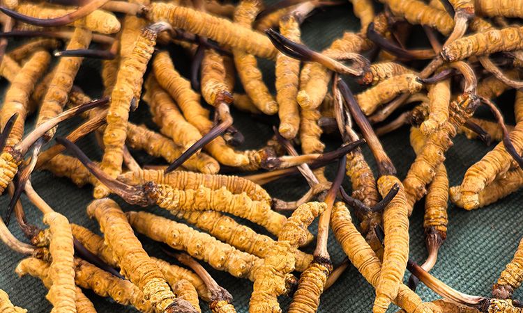 燉了二十年蟲草湯，這口感我太熟了，跟你細細說