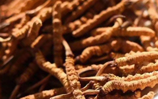 冬蟲夏草采后保存指南：鎖住營養(yǎng)，延長(zhǎng)鮮度?