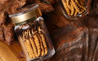 冬蟲夏草養生指南：分清滋補功效，避開養生誤區