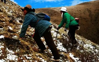  人工培育的冬蟲夏草和野生冬蟲夏草有什么區(qū)別？