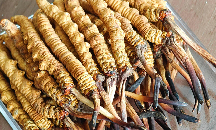 冬蟲(chóng)夏草變質(zhì)是什么樣 如何區(qū)分是否變質(zhì) 變質(zhì)后能不能食用