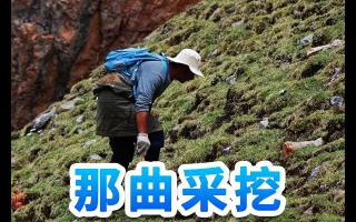冬蟲夏草山上識別與采挖安全指南