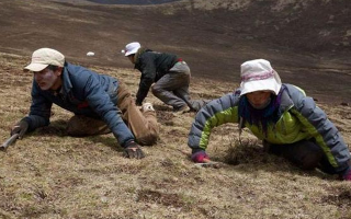 采挖冬蟲夏草危險嗎？安全嗎？