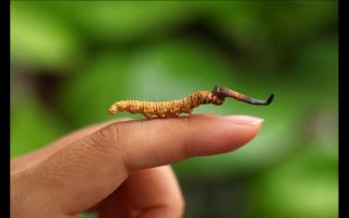 野生的冬蟲夏草長啥樣子 具體形態(tài)特征