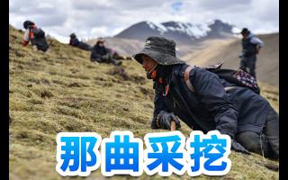 東強堂·那曲/玉樹蟲草：雪域秘境孕育的滋補瑰寶