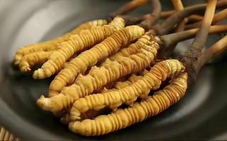  冬蟲夏草市場的未來發展趨勢