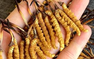 權威解答：冬蟲夏草可以放水燉嗎？藏域珍饈的科學燉煮指南