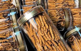 揭秘適合冬蟲夏草生長的環境，西藏那曲蟲草網解讀雪域孕育密碼