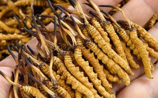 那曲冬蟲夏草市場(chǎng)在哪里？西藏那曲蟲草網(wǎng)帶你尋蹤源頭交易地