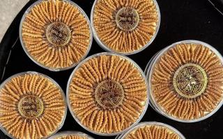 100塊錢一盒冬蟲夏草能買嗎？行業權威拆解+避坑指南