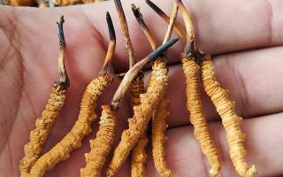 哪里買冬蟲夏草好？3大靠譜渠道+避坑攻略