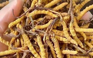 冬蟲夏草買什么品牌好？西藏那曲蟲草網(wǎng)權(quán)威推薦，避開陷阱選對正宗好草