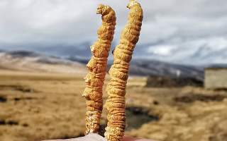 西寧冬蟲夏草市場在哪？那曲行業平臺詳解核心交易市場