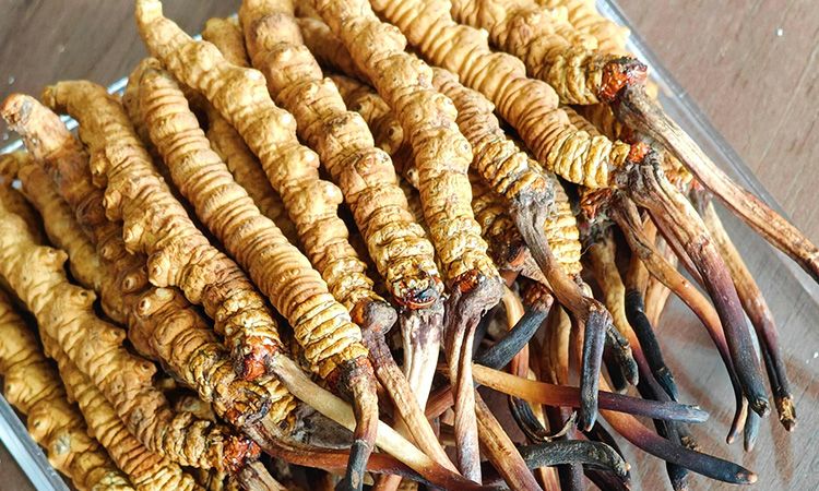 西藏那曲蟲草行業網教你分辨冬蟲夏草真假