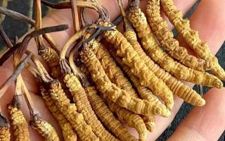 冬蟲夏草對身體有什么用？那曲蟲草行業網站詳解核心功效