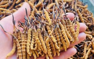 西藏那曲冬蟲夏草行業網站：2026年3月行情走勢圖全景解析，洞察行業動態