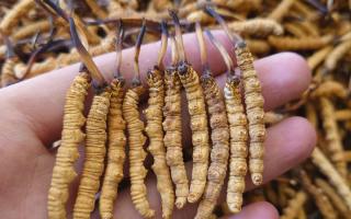 冬蟲夏草主要產地詳解：那曲雪域，蟲草的黃金搖籃